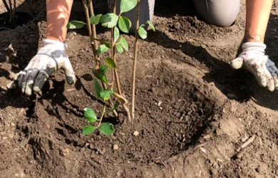 Formation continue en conception de forêt nourricière