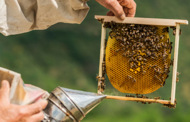 Initiation à l'apiculture urbaine
