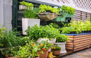 Agriculture urbaine verticale en micro-espace 