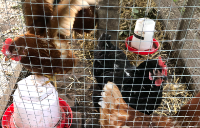 Comment déceler les problèmes de santé des poules?