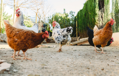  Bien accueillir les poules pondeuses, comment en prendre soin et comment préparer le poulailler pour l’hiver