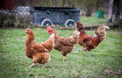 Conférence : Accueillir les poules pondeuses