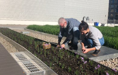 La safranière urbaine : immersion et ateliers sur le toit maraîcher du Palais des Congrès