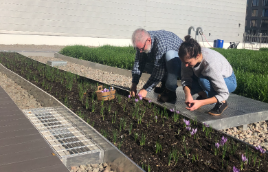 La safranière urbaine : immersion et ateliers sur le toit maraîcher du Palais des Congrès