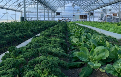 Visitez La Ferme Décembre, Québec