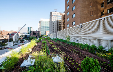 Visitez l’incubateur d’entreprises agricoles sur le toit de l’Esplanade Tranquille, Montréal