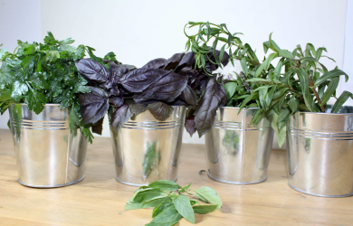 Herbes aromatiques et tisanes d’automne - Atelier