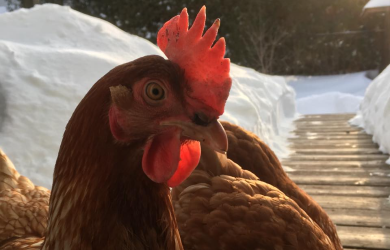Préparation du poulailler pour l’hiver