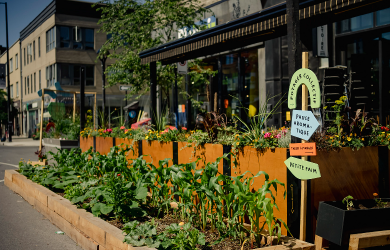 Les jardins nourriciers de l'Avenue du Mont-Royal