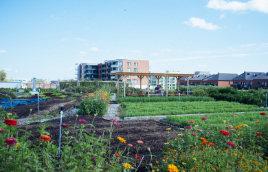 Agriculture urbaine : cultiver la ville de demain