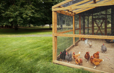 Des poules dans ma cour