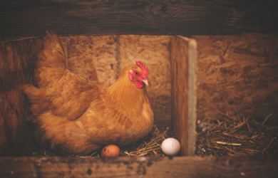Avoir 5 poules : 1 foyer pour une autonomie en œufs