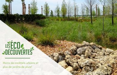 Les Écodécouvertes : Les jardins de pluie