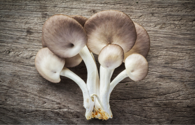 Initiation à la culture des champignons