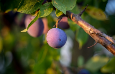 La contamination par le plomb et les HAP des fruits cultivés en zone urbaine
