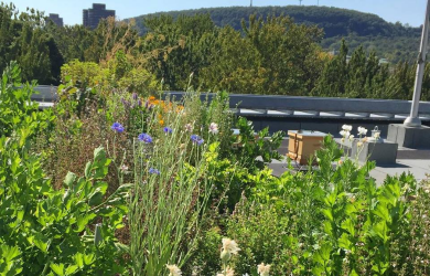 Agriculture autochtone au Jardin du Citoyen