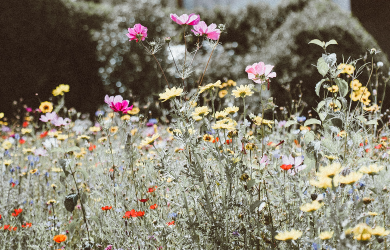 Ouverture des jardins communautaires et collectifs