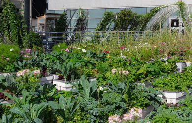Comment partir une ferme urbaine - Montréal