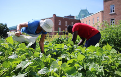 Comment partir une ferme urbaine - Québec