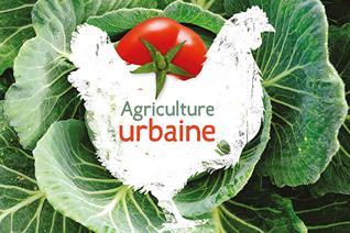Les abeilles et poules pondeuses font leur entrée à Gatineau - la ville innove avec son programme d’agriculture urbaine