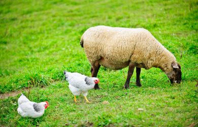 Rivière-des-Prairies-Pointe-aux-Trembles : Garde de poules et écopâturage