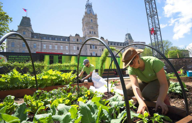 Un plan d’action riche et fertile pour l’agriculture urbaine dans la ville de Québec