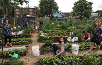 Rosemont-La Petite-Patrie et sa nouvelle politique d’agriculture urbaine