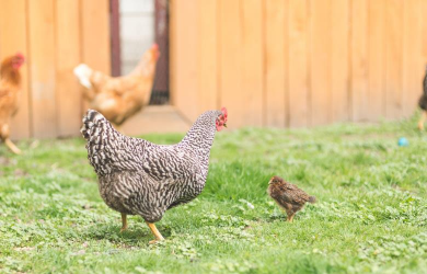 Matane autorise les poules pondeuses