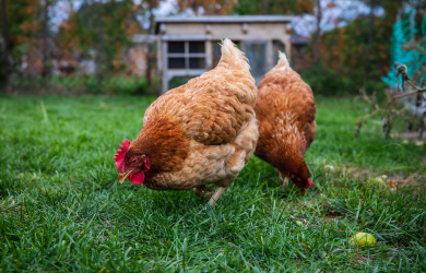 Projet pilote de poules urbaines à Shawinigan