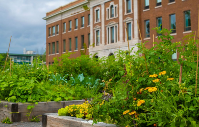 La ville de Québec soutient des projets d'aménagement de jardins partagés (collectifs)