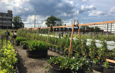 Un nouveau programme de financement pour les projets d’agriculture urbaine à Québec