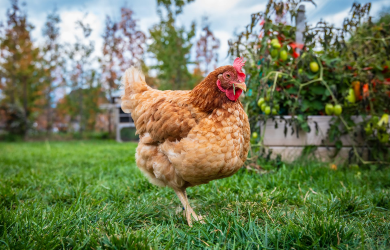 Trois-Rivières autorise la garde de poules en milieu urbain