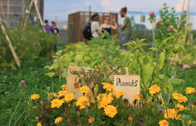 L‘agriculture urbaine pour la biodiversité en ville