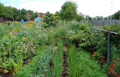 Ouverture des jardins communautaires et collectifs au Québec en situation de COVID19