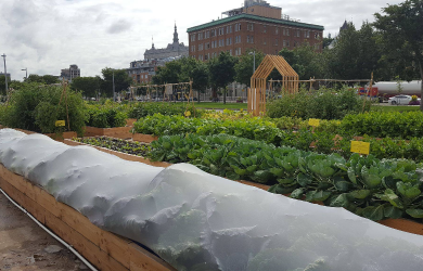 Une ferme maraîchère au centre-ville : un rêve devenu réalité pour les Urbainculteurs