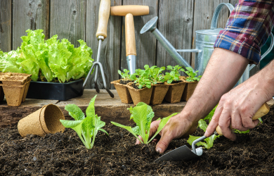 À vos truelles! Liste d’organisations effectuant la vente, la distribution et/ou la livraison de plants et matériaux de jardin au Québec