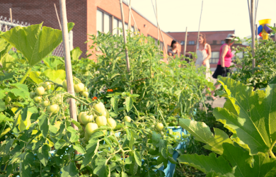 Brossard adopte une politique ambitieuse et innovante d’agriculture urbaine