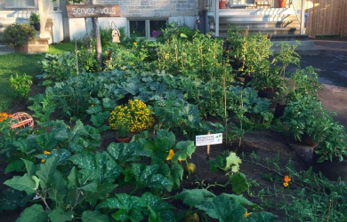 Un guide pratique pour appuyer les municipalités à intégrer l'agriculture urbaine dans leur planification territoriale
