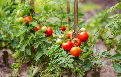 La Ville de Chambly autorise les potagers en façade