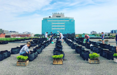 Vignes en ville lance un 5e vignoble urbain sur toit – le plus grand au monde!