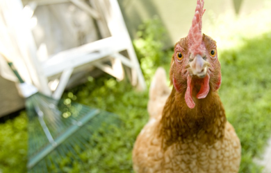 Dans un poulailler urbain près de chez vous! Nouvelles ressources et outils pour les poules urbaines
