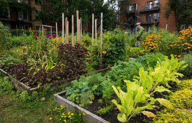 Montréal investit dans ses jardins communautaires