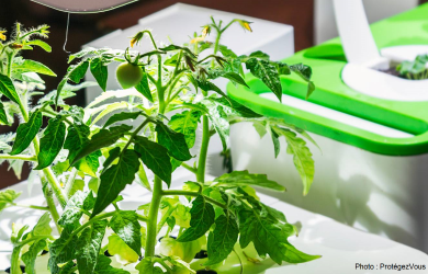 12 Jardins d’intérieur mis à l’épreuve
