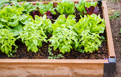Nouvel engrais pour les adeptes d’agriculture urbaine