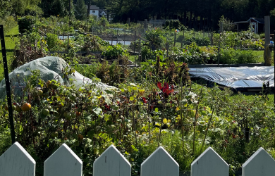 Des idées pour faciliter l'accès à un potager