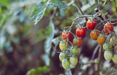Le programme Jardins de solidarité reçoit une aide financière de 700 000$ du gouvernement du Québec