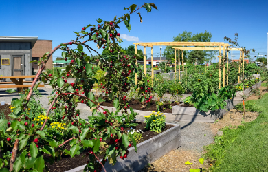 Consultation publique à Victoriaville pour la réalisation d’un plan d’agriculture urbaine
