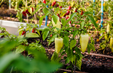 S’Enraciner: un accompagnement des projets communautaires en agriculture urbaine 