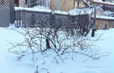 2019, une autre année faste pour l’agriculture urbaine au Québec
