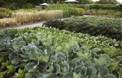 Le Jardin botanique de Montréal s’impliquera dans la lutte à l’insécurité alimentaire des Montréalais